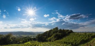 Winnica Dąbrówka 01eec10693d9896b4d757174d0f20dd9