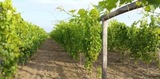 Winnica Avra 0ee70163e29bae5db9d4be0d088a4c1c