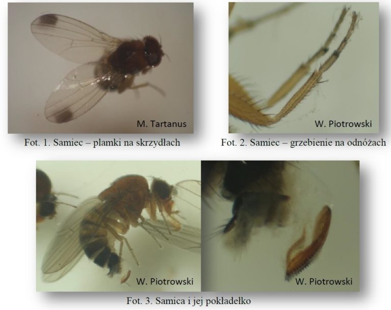 Uwaga! Muszka plamoskrzydła – Drosophila suzukii – SWD już w Polsce!