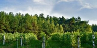 Winnica Dwórzno 11ff87b754b564cf2c60e2628d5ec100