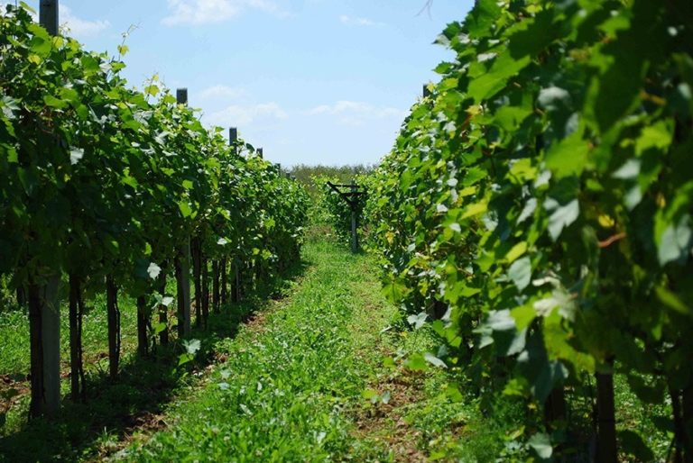 Małopolskie winnice latem cieszyły się powodzeniem u turystów