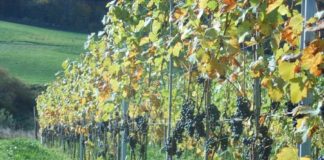 Winnica Chronów 1a76fc9d78dc2a3abb4431882931feda