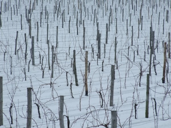 Klimat i rejonizacja upraw winorośli