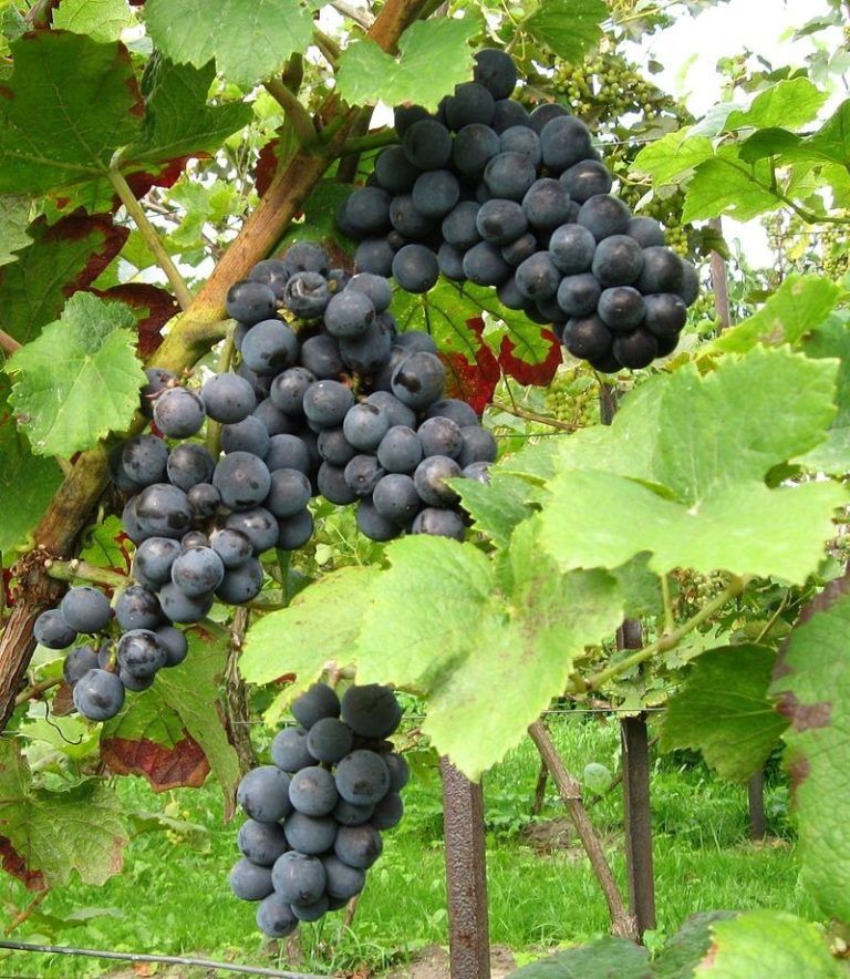 Pinot noir précoce (Frühburgunder)
