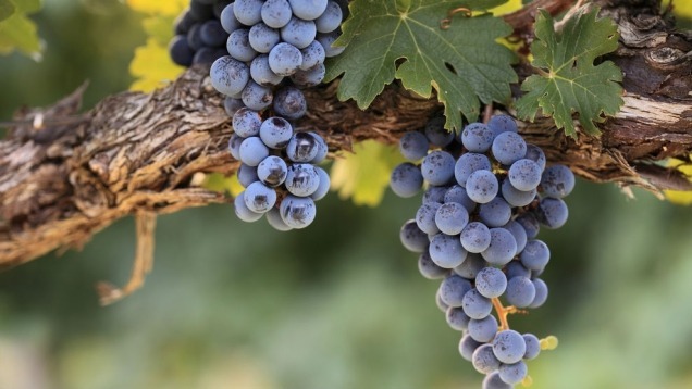 „Poważne przetasowanie” w produkcji wina. Kłopoty Włoch, dobre wieści dla Chin i Polski
