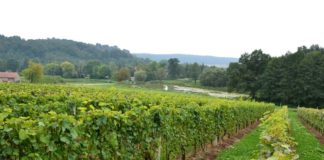 Winnica Nad Dworskim Potokiem 4ff28a9823b64d31d17bd0411c6126bd