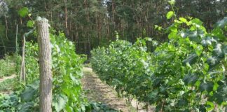 Winnica Panderoza 5d9106cd3b26b3ecac196958778c9f70