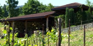 Winnica Smykań 617a2776f20d4e817afffbdbb257cffa