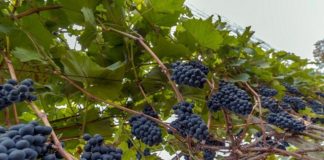 Winnica Słoneczny Zakątek 639af23831732d3cec36ca36df86cefd