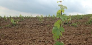 Winnica Jura 64cd5fc4f5bc6730d92d5c2a957adb10