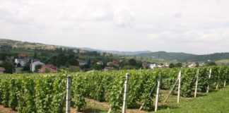 Winnica Golesz 8240a1907e29481b04619a0df33df9ab