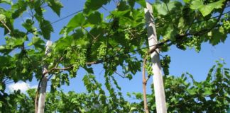 Winnica Ewy 8376aace7af18ea8cafa499d7e69a6ec