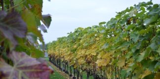 Winnica Nobilis 8a545da277e2e99414e6557c4344e1c0