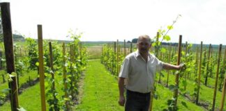 Winnica Artus 8d967de4fb0deac392e6fc1838a87d15