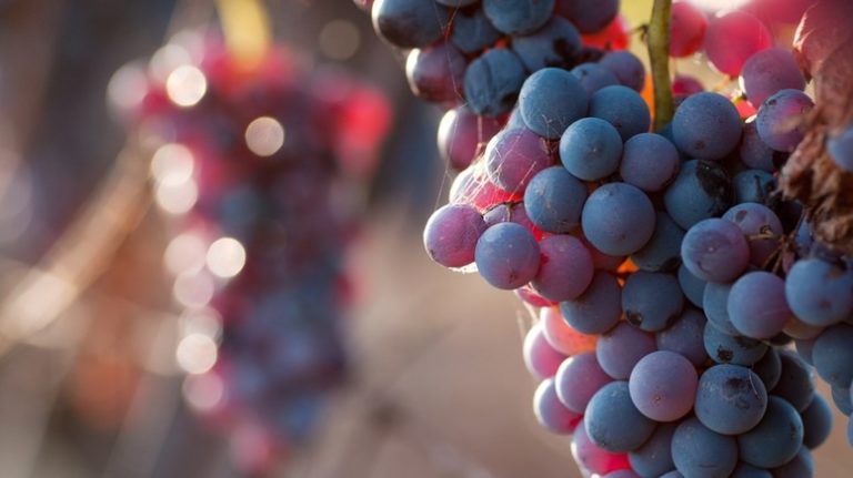 „Historia i cywilizacja wina” może być nauczana we włoskich szkołach