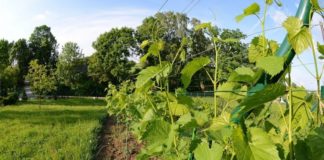 Winnica Zagardle ac0239369a9f7bffa6ab3e8391443ad3