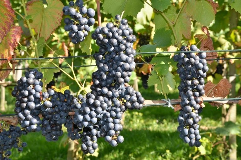 Kryteria doboru odmian winorośli