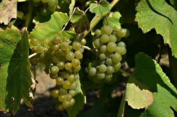 Poprawianie pana Boga, czyli o hodowli nowych odmian winorośli