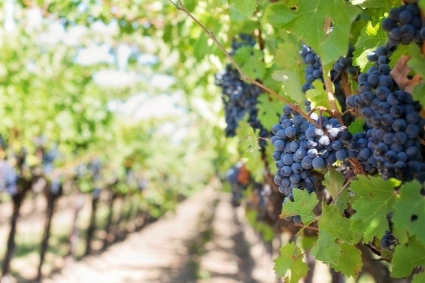 Francuskie winobranie 2016: Mniejsze zbiory winogron niż przed rokiem