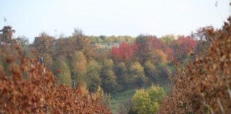 Winnica Garlicki Lamus e3cae036c4e2bea1fb8b65e8b2938a97