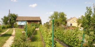 Winnica Nieznanowice e88c403143ae0a81dde94b0909e552aa