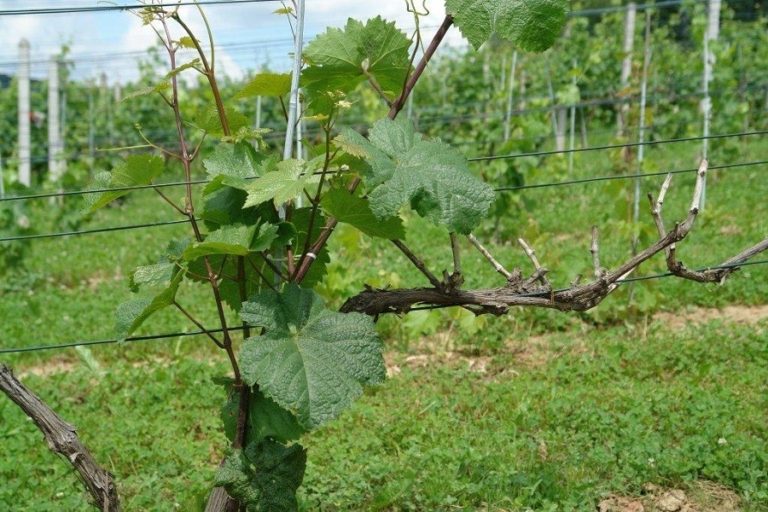 Ochrona krzewów winorośli przed przymrozkami