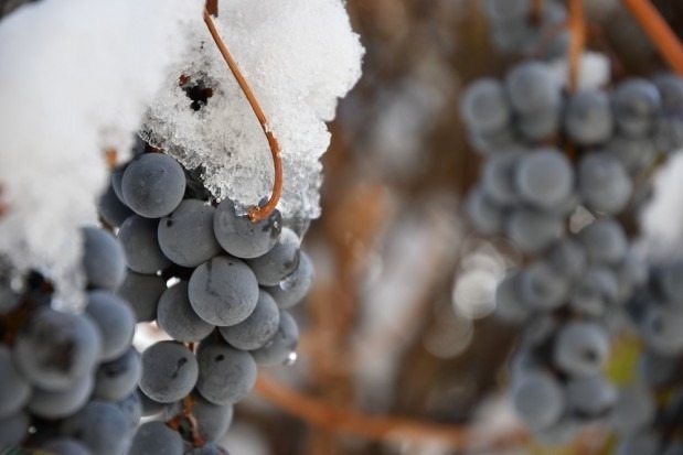 Zachodniopomorskie: Rozpoczęto zimowe winobranie w Baniewicach