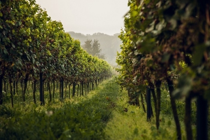 Jakość wina a zastosowane środki ochrony roślin