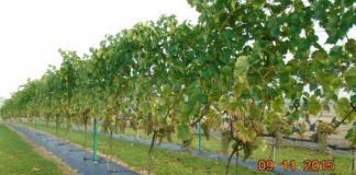 Winnica Etna f5dbf2c2ce8ec21ce67ae22c254e0091