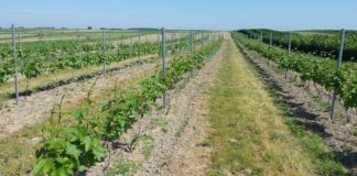 Winnica Gronowscy fe9f389134b872478c99a836d55de88e