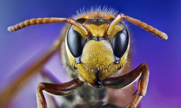 Alergia: Odczulanie jadem owadów może uratować życie