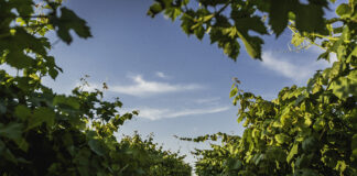 Winnica Kępa Wiślicka JCH 007