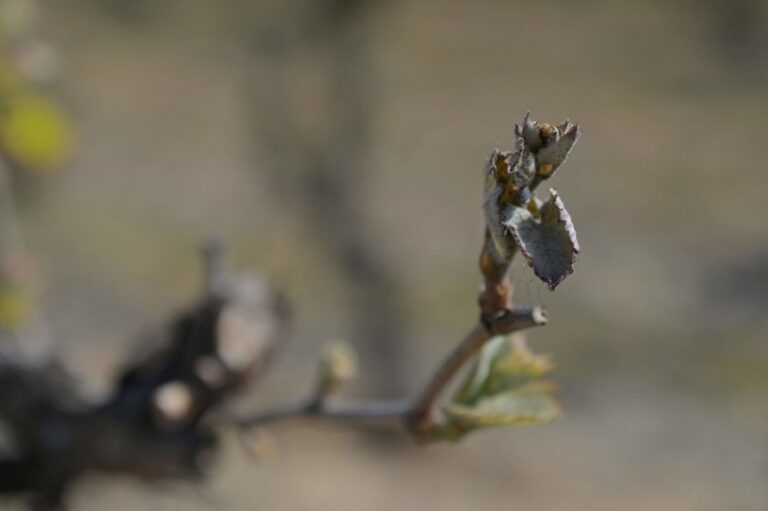 Francja: Mróz zniszczył uprawy winogron. „Słaby rocznik”