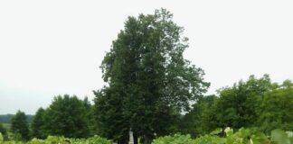 Działka z winnicą na sprzedaż 20190716 092320