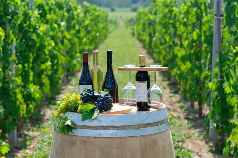 Winnica Michel – winiarska tradycja w sercu Podkarpacia