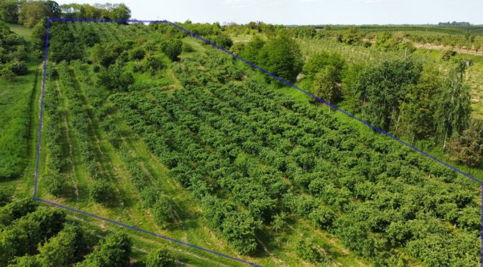 Do sprzedania działka pod winnicę koło Sandomierza 2